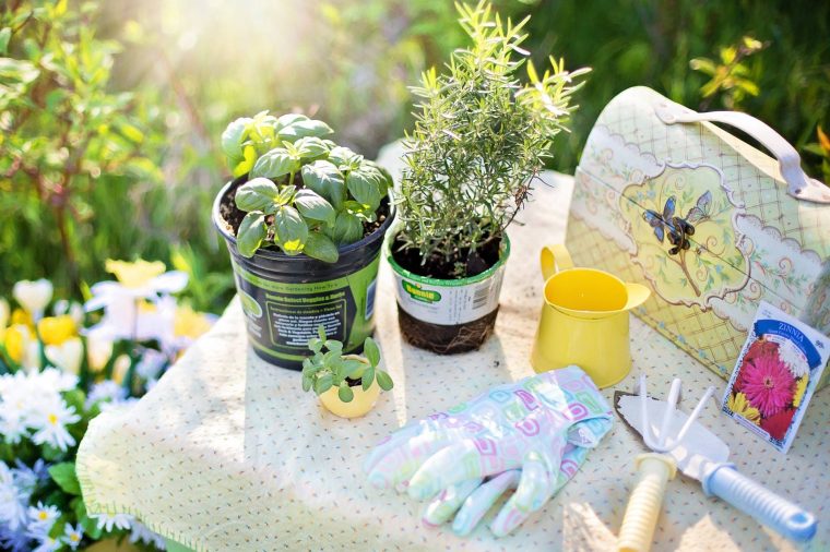 Piante perenni per il giardino e il terrazzo - Floricoltura Quaiato