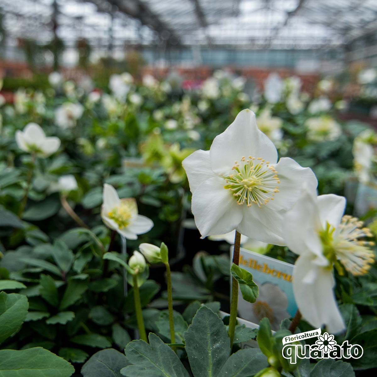 Rosa Di Natale Immagini.Helleborus La Rosa Di Natale Che Si Coltiva Anche In Vaso Floricoltura Quaiato