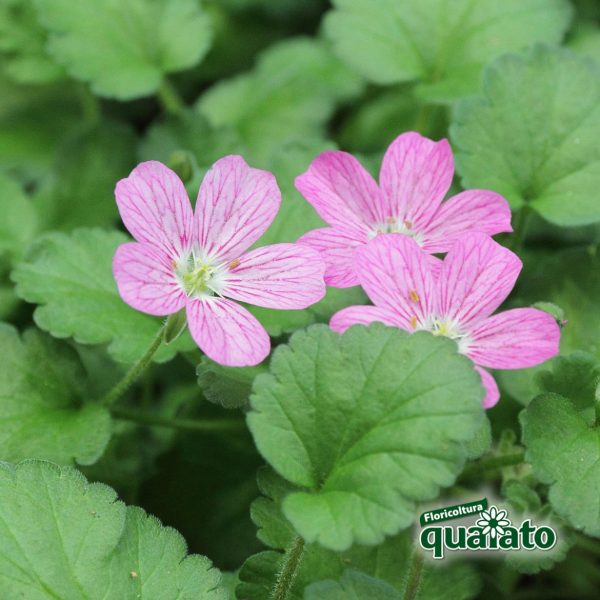 50 pezzi semi di muschio per terrario, Piante perenni facili da curare,  (Briofita) Semi da giardino resistenti al freddo, Facile da piantare  germinare Ha un alto valore ornamentale : : Giardino e