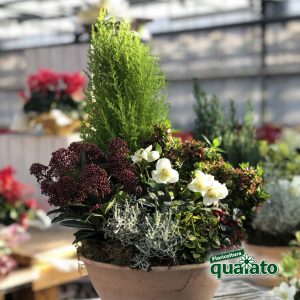 16 piante portafortuna da regalare a Natale - Floricoltura Quaiato