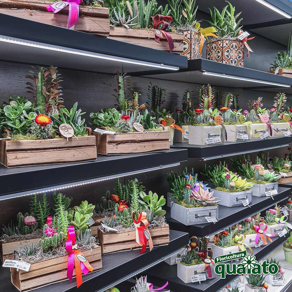 Composizione piante grasse - Floragram Shop