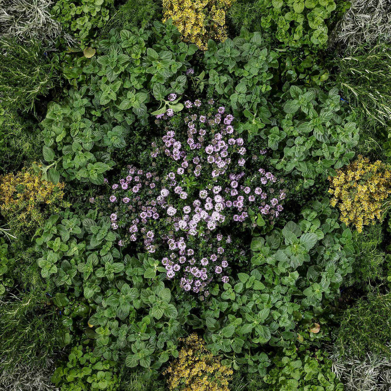 4 erbe aromatiche fondamentali in cucina, e non solo - Floricoltura Quaiato