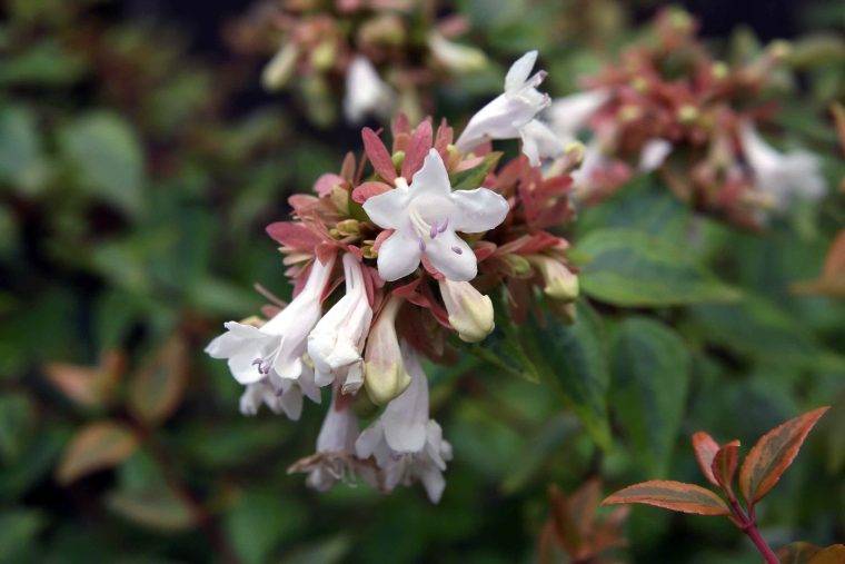 abelia-cosa piantare in settembre-quaiato-piante autunnali