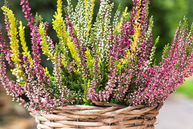 erica-cosa piantare in settembre-quaiato-piante autunnali