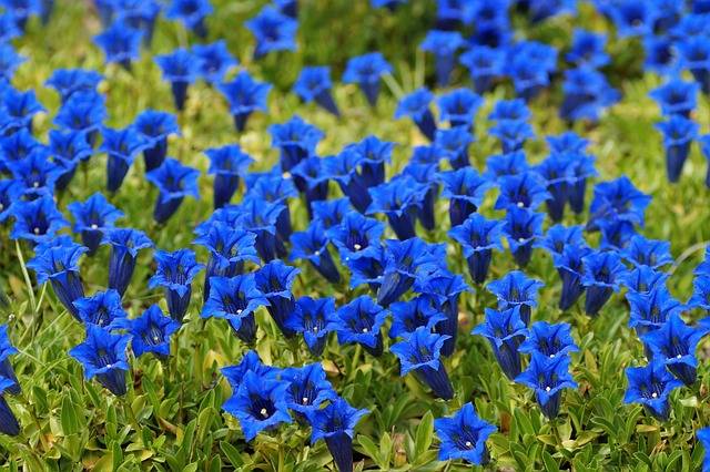 genziana-cosa-piantare-in-settembre-quaiato-piante-autunnali