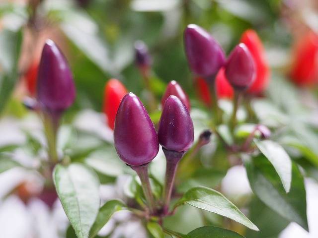 peperoncino-ornamentale-cosa-piantare-in-settembre-quaiato-piante-autunnali.