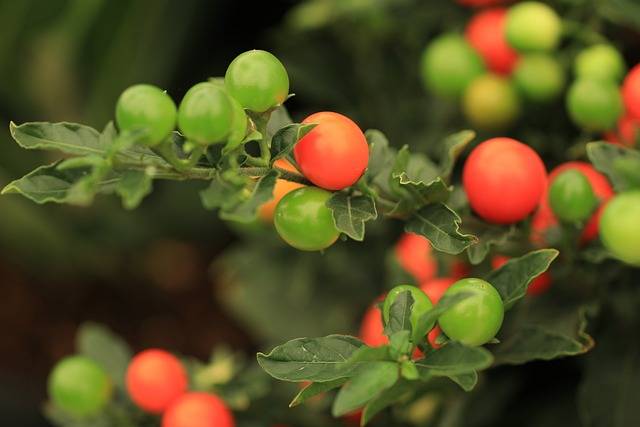 solanum capsicastrum-cosa-piantare-in-settembre-quaiato-piante-autunnali