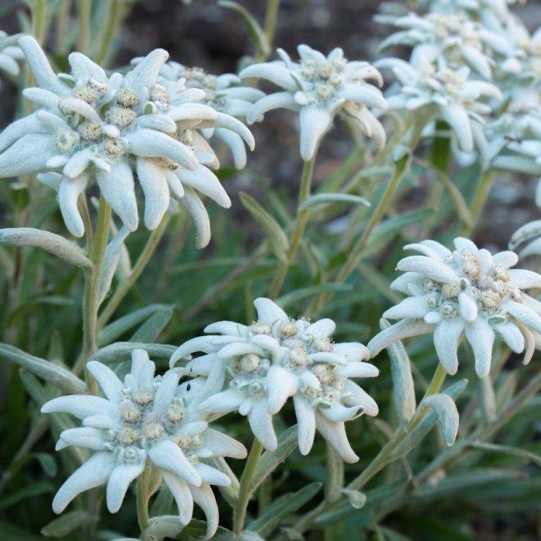 stella-alpina-cosa-piantare-in-settembre-quaiato-piante-autunnali