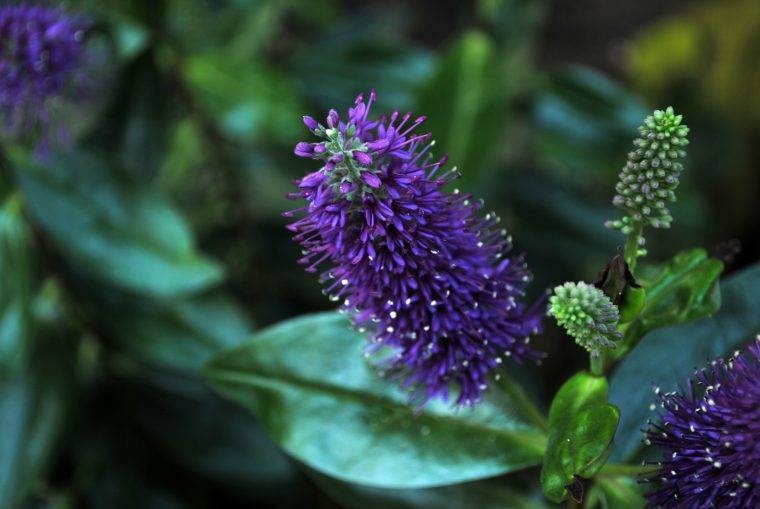 veronica-hebe-cosa-piantare-in-settembre-quaiato-piante-autunnali