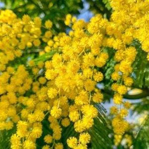 coltivazione-della-mimosa-quaiato