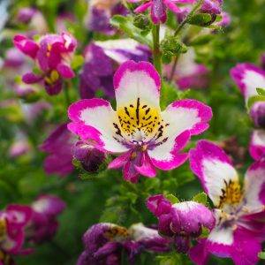 schizanthus-piante-perenni-da-giardino-marzo-piante-fiorite-quaiato